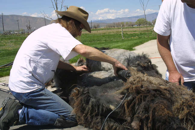 [Shearing the blanket]