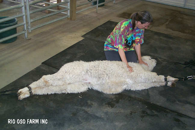 [Haggis ready for shearing]