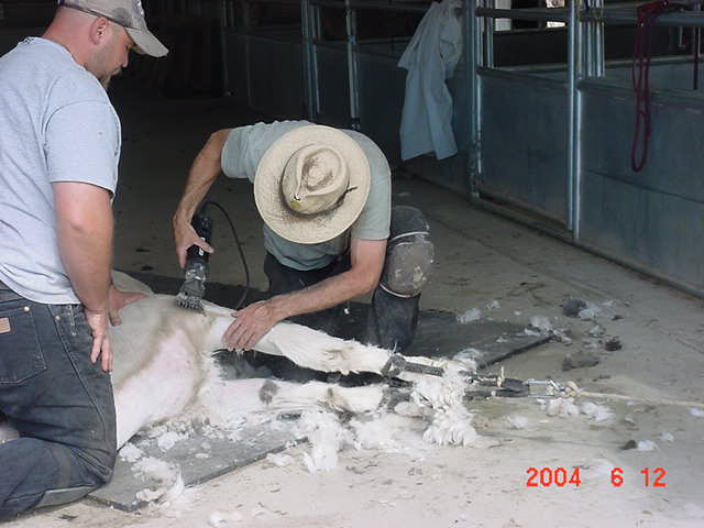 [Kevin Mullenax's First Shearing]