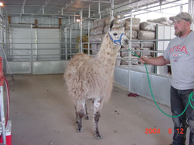 [Kevin Mullenax's First Shearing]