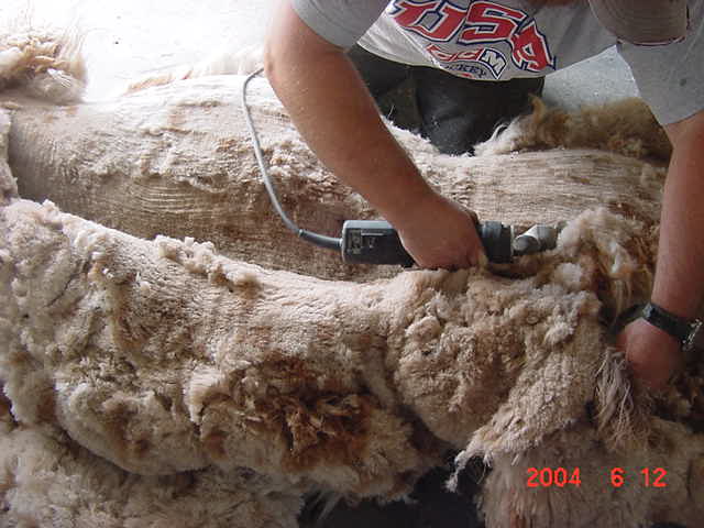[Kevin Mullenax's First Shearing]