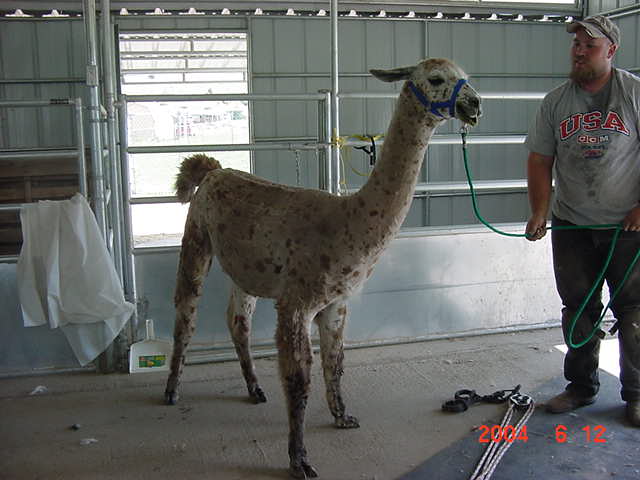 [Kevin Mullenax's First Shearing]