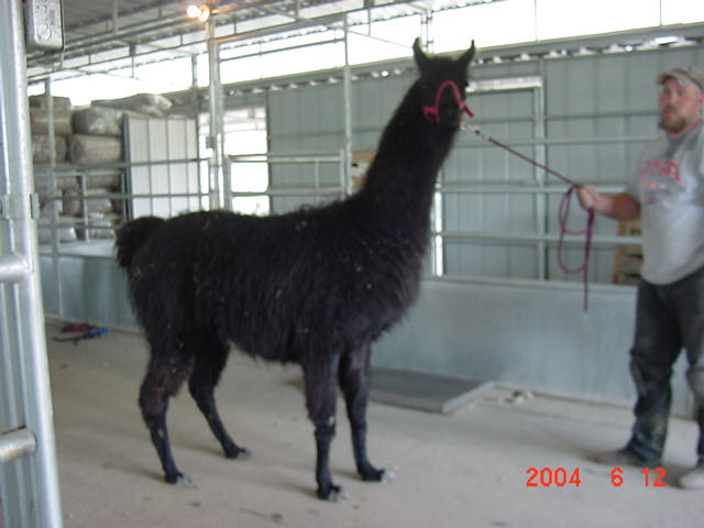 [Kevin Mullenax's First Shearing]