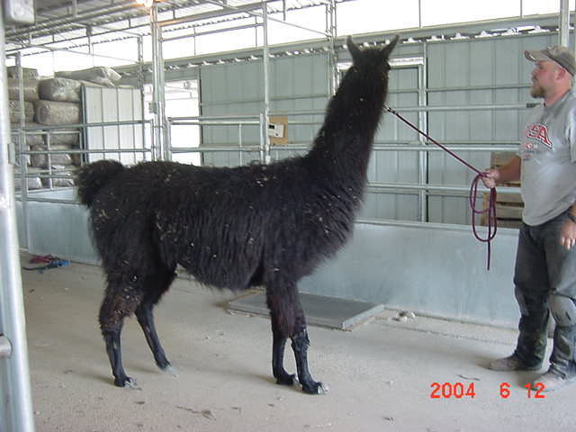 [Kevin Mullenax's First Shearing]