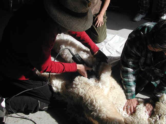 [Shearing 2k4]