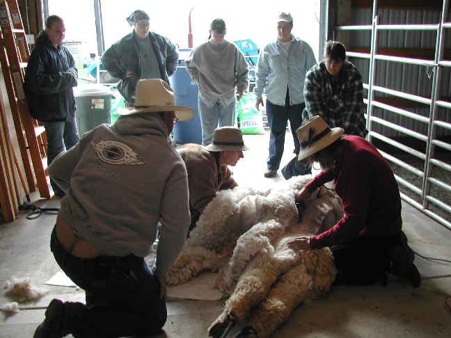 [Shearing 2k4]