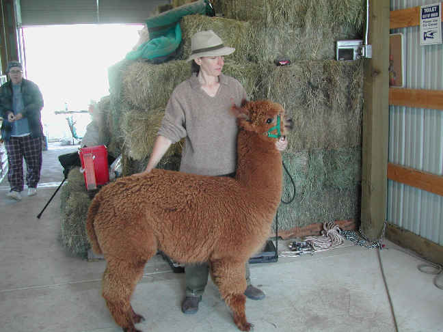 [Shearing 2k4]