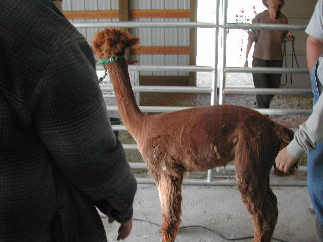 [Shearing 2k4]