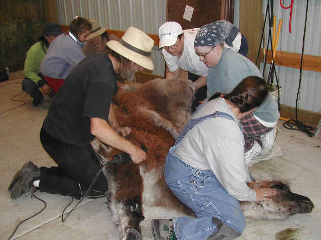 [Shearing 2k4]