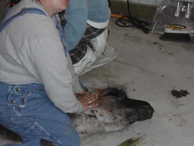 [Shearing 2k4]